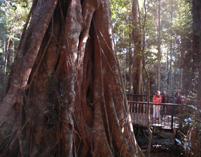 Boombana Walk Mt Nebo Rd Mt Nebo Giant rainforest tree in Boombana Mt Nebo