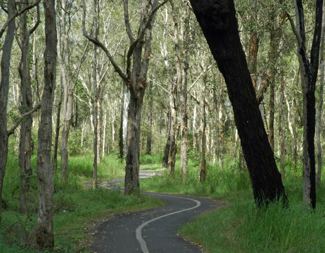 Boondall Wetlands  Boondall Wetlands paperbark forest and cycle path