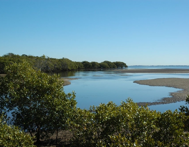 mangroves and bay at low tide inside tabbil ban dhagan Nudgee beach