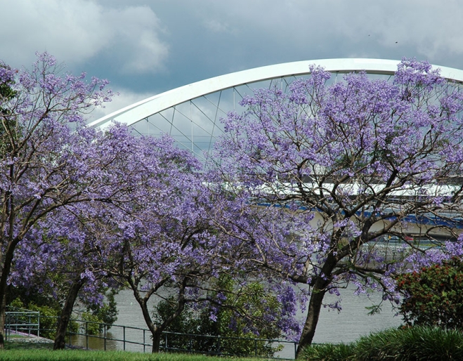 Jacaranda trees in front of rail bridge