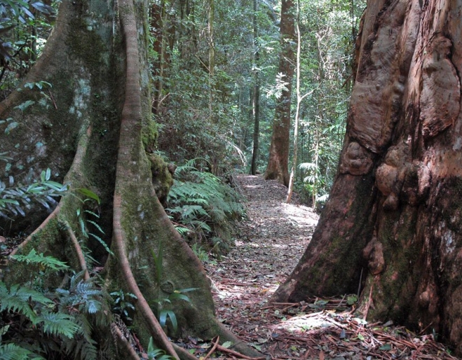Large rain forest trees in Greenes Falls Circuit Mt Glorious
