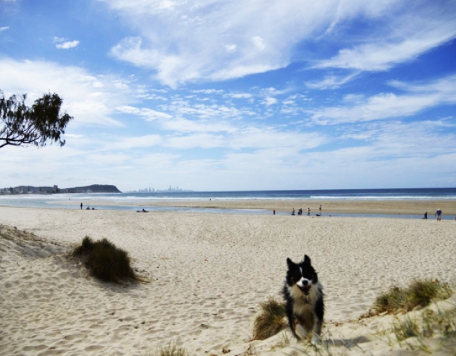 Palm Beach Dog Beach