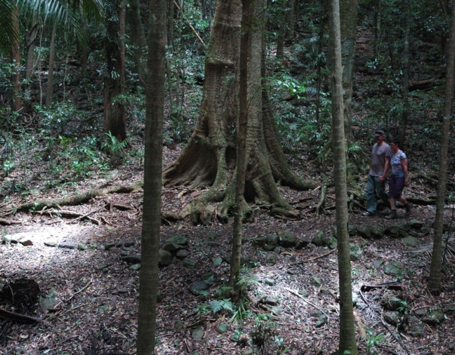 people walking in Rainforest Circuit Mt Glorious surrounded by tropical rainforest trees.