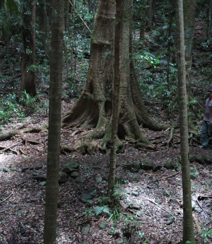Rainforest Circuit Mt Glorious Rainforest Circuit Mt Glorious
