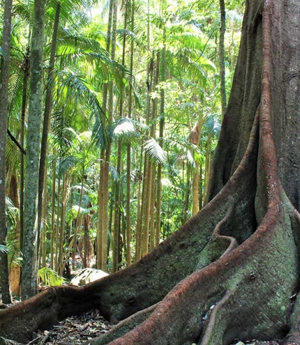 Witches Falls circuit