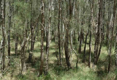 Paper brk tree forest inside Billai Dhagun Circuit Track Walk Boondall Wetlands Boondall 