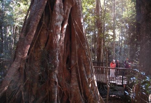 Giant rainforest tree in Boombana Mt Nebo