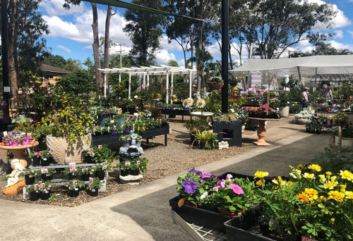 North Tivoli Nursery, North Tivoli, Ipswich, plants