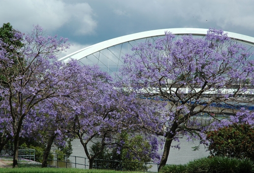 Jacaranda trees in front of rail bridge