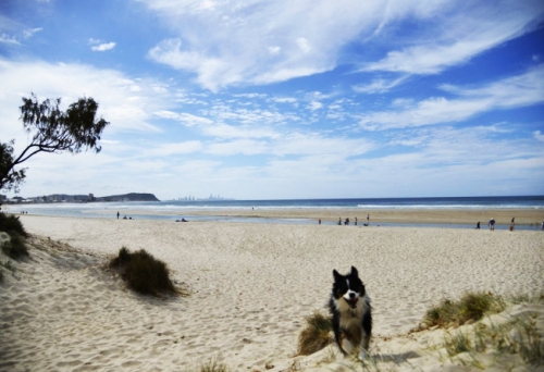 Palm Beach Dog Beach Gold Coast Palm Beach Dog Beach Gold Coast