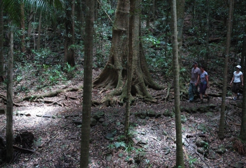 Rainforest Circuit Mt Glorious