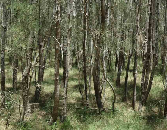 Paper brk tree forest inside Billai Dhagun Circuit Track Walk Boondall Wetlands Boondall 