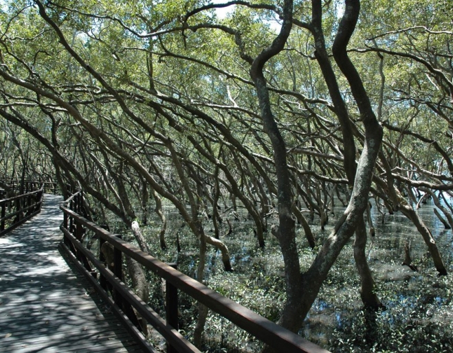 Boardwalk surrounded by mangroves.