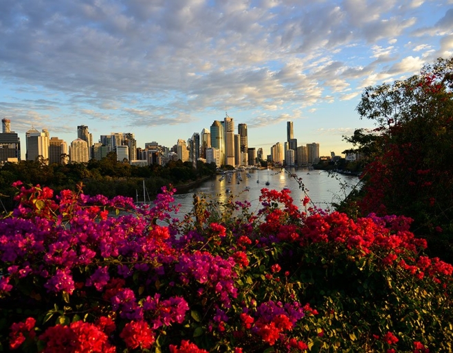 Kangaroo Point View of Brisbane City behind Bouganinvillea at Kangaroo Point