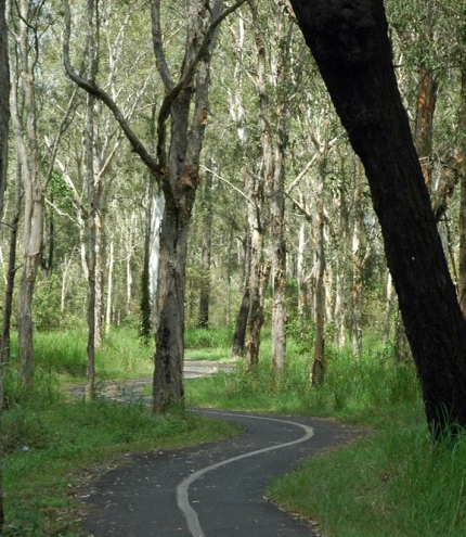 Boondall Wetlands  Boondall Wetlands paperbark forest and cycle path