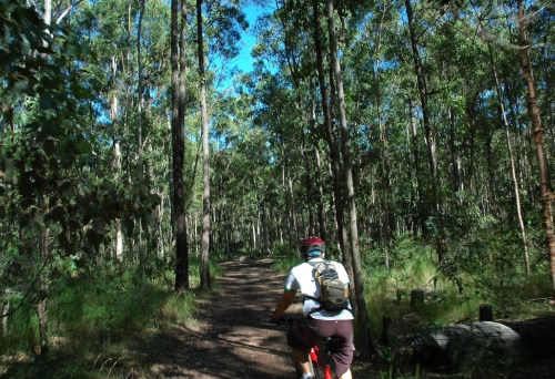 Daisy Hill Conservation Park Daisy Hill Rd Cyclist on dirt track in Daisy Hill Conservation Park surrounded by bush
