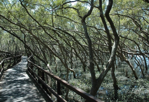 Boardwalk surrounded by mangroves.