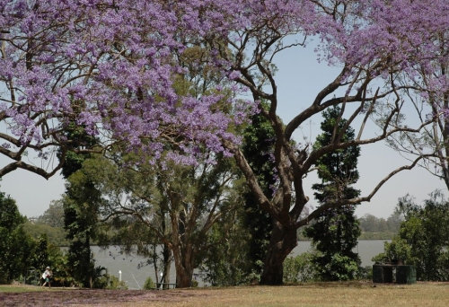 Jacarand tree and bush along walking path in Yeronga next to Brisbane River.
