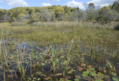 Wetland and busg inside Berrinba Wetlands Browns Plains in Logan