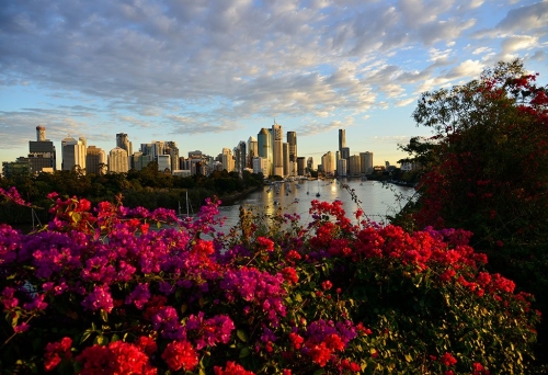 Kangaroo Point View of Brisbane City behind Bouganinvillea at Kangaroo Point