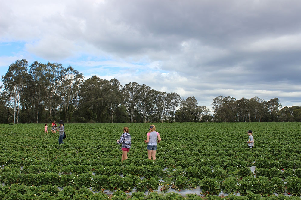 Chambers Flat Strawberry Farm
