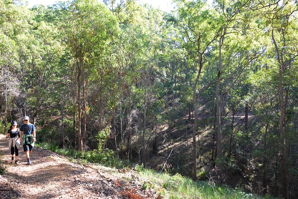 Spotted Gum Trail, Mt Coot-Tha Forest, Brisbane Spotted Gum Trail, Mt Coot-Tha Forest, Brisbane