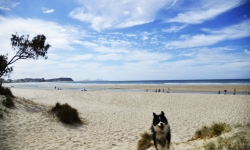 Palm Beach Dog Beach Gold Coast